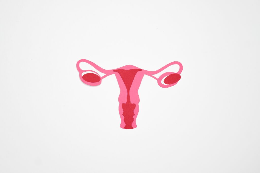 uterus, ovaries, reproductive health